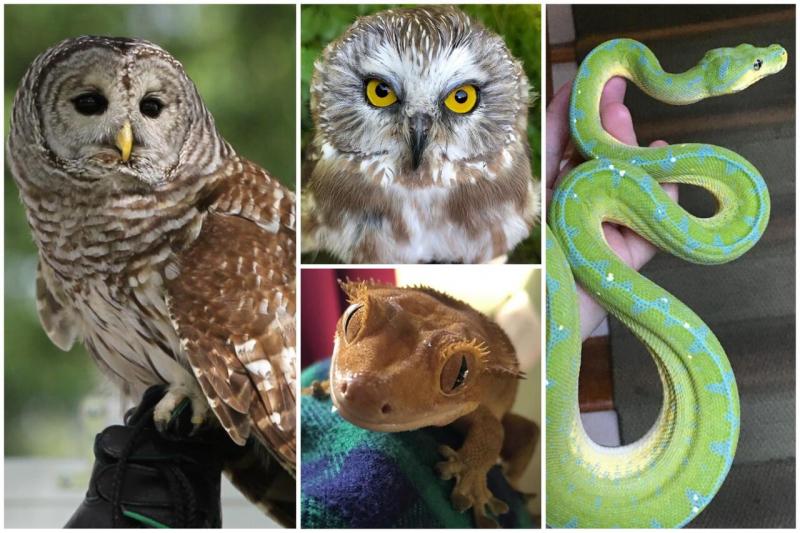 Owl-oween
